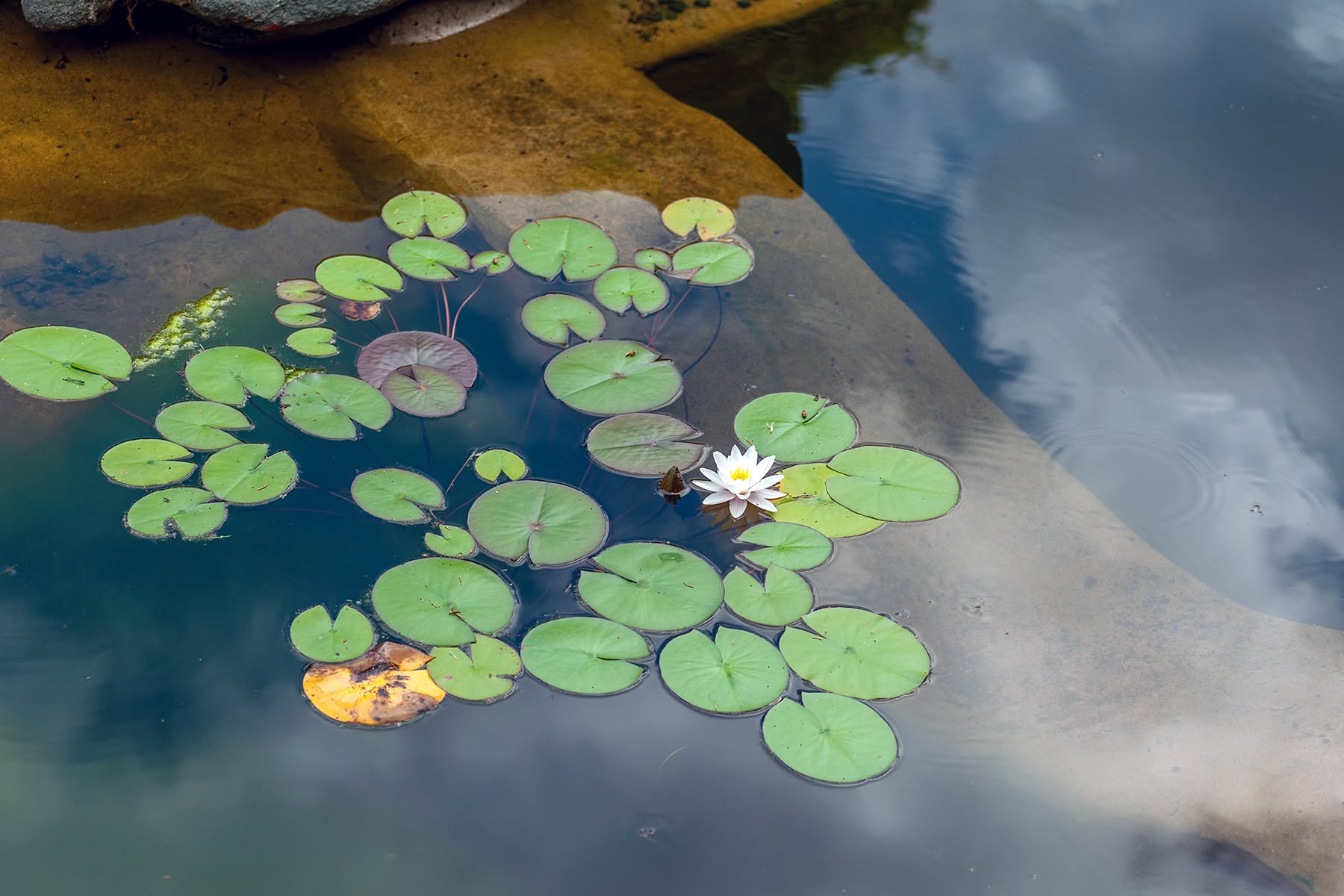 Seerosen mit weißer Blüte im Teich am Gesäßhof im Odenwald
