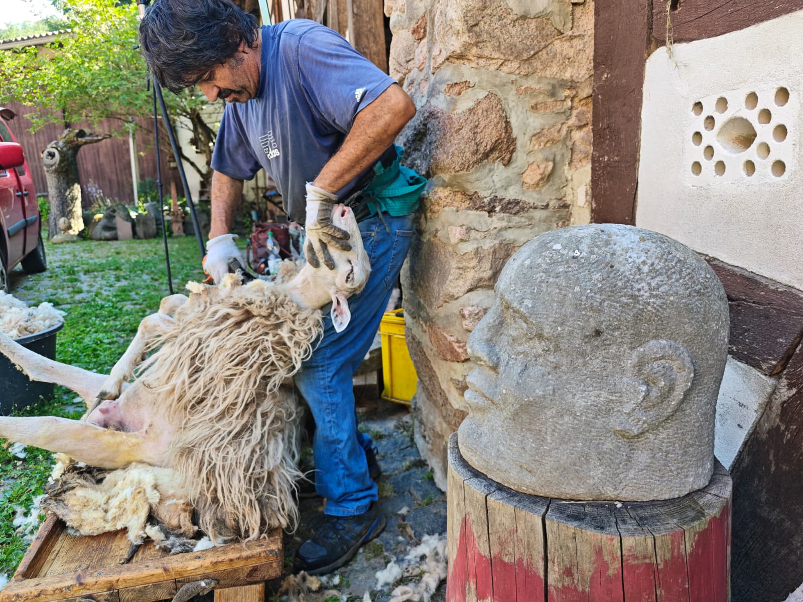Schaf wird von Wolle befreit, im Hintergrund Steinskulptur am Hof