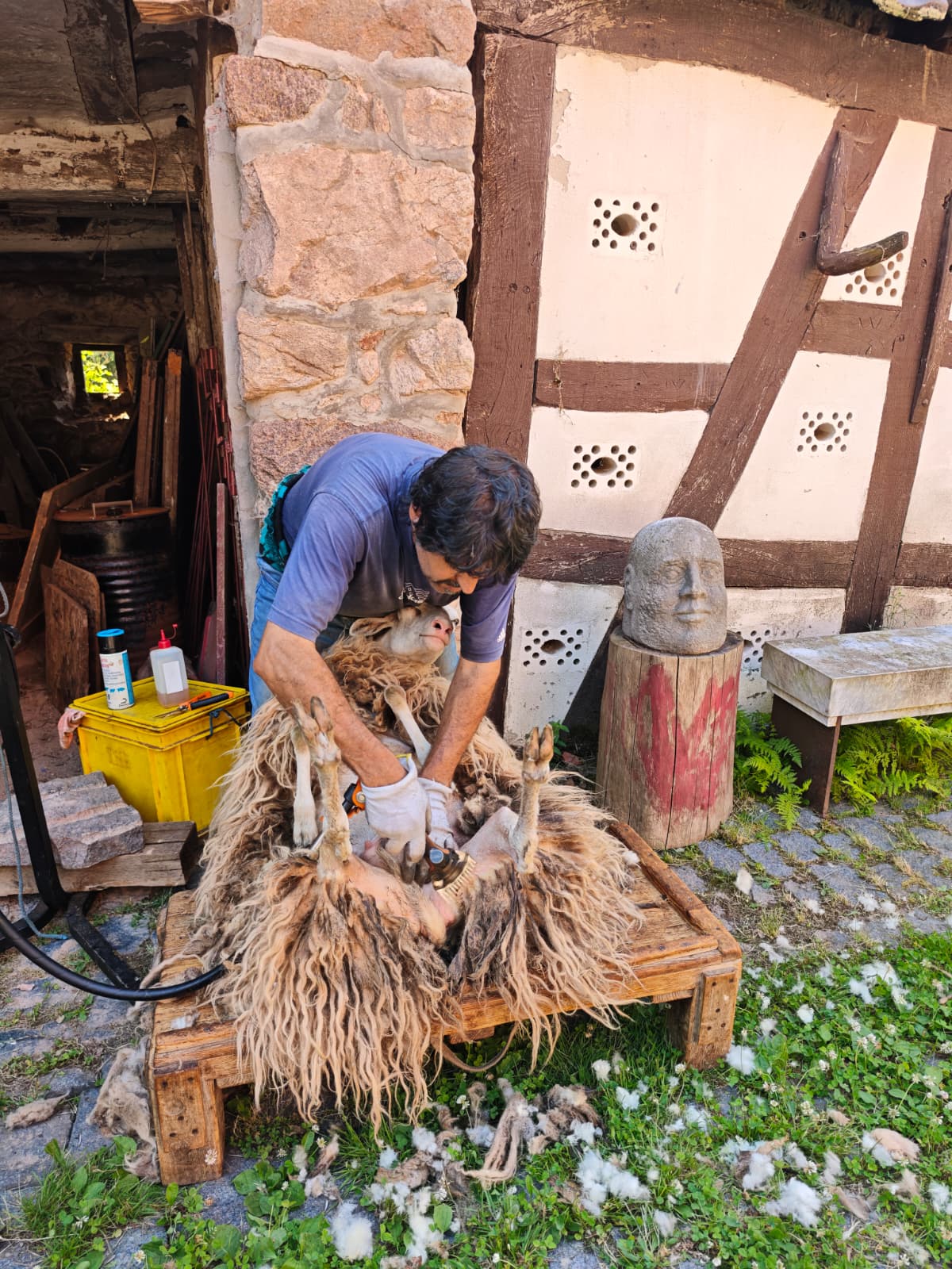 Schafschur vor dem historischen Fachwerkhof des Gesäßhofs